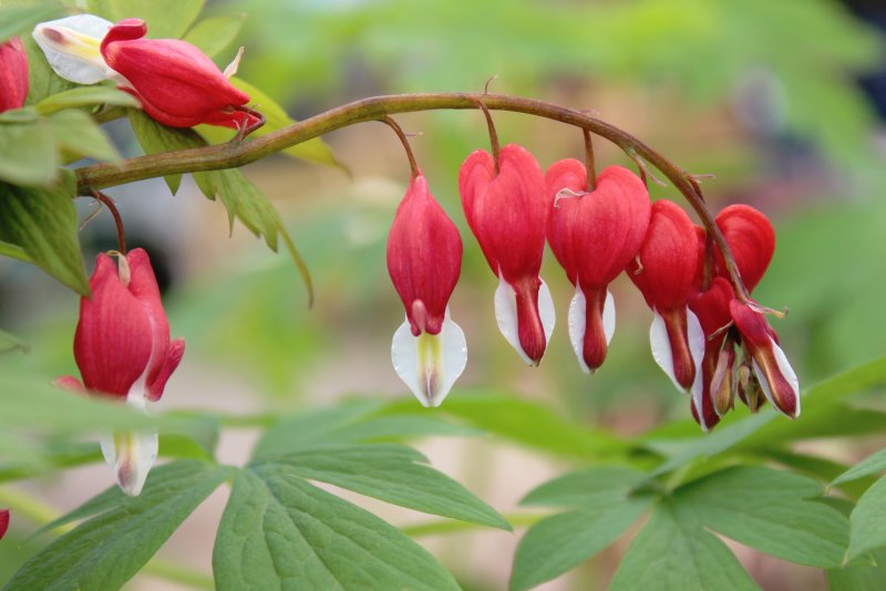 Дицентра Dicentra spectabilis Valentine