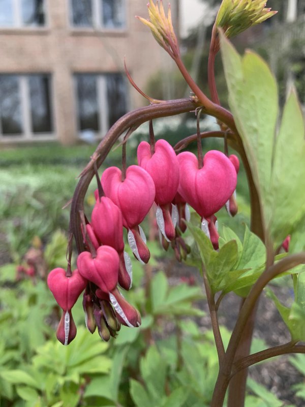 Дицентра великолепная Lamprocapnos spectabilis