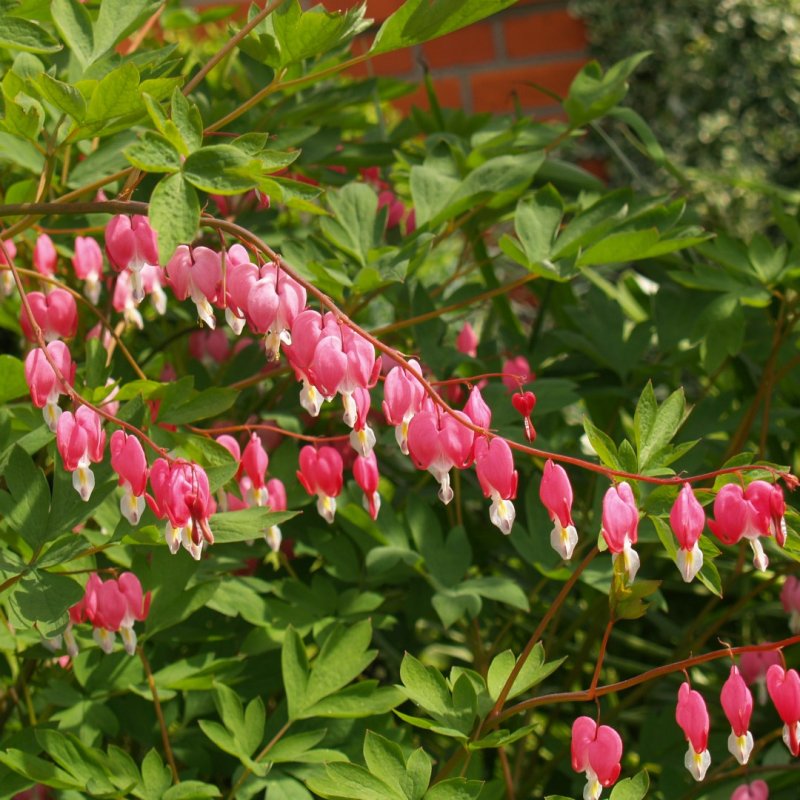 Дицентра великолепная (Dicentra spectabilis)