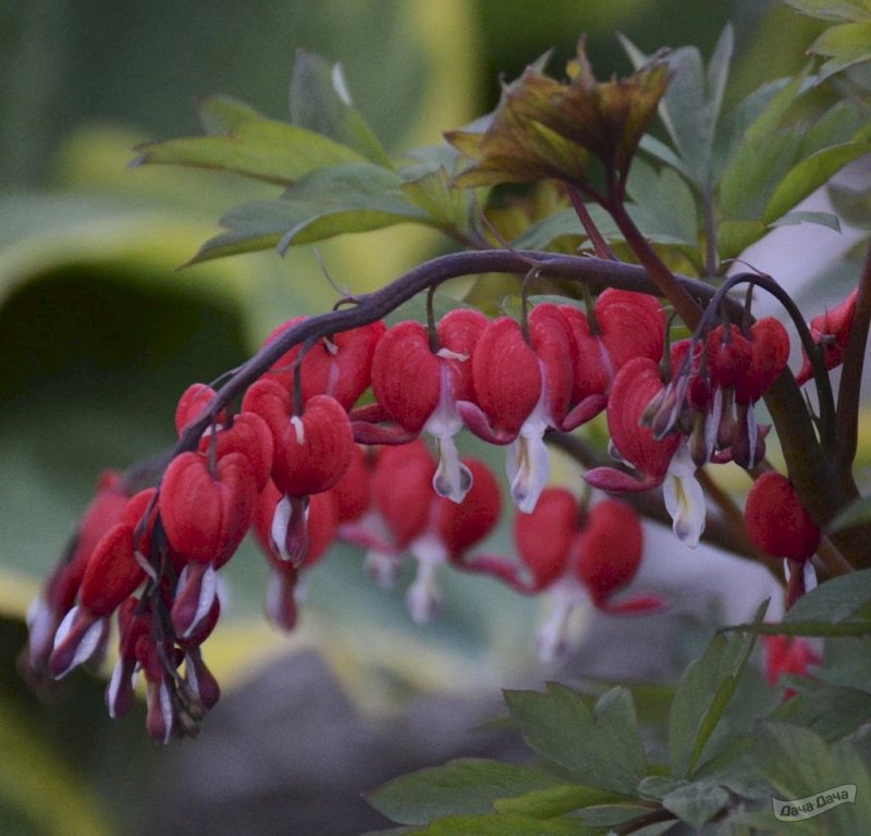 Дицентра Dicentra spectabilis Valentine