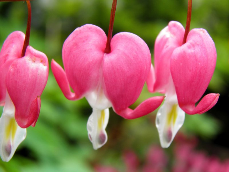 Дицентра spectabilis