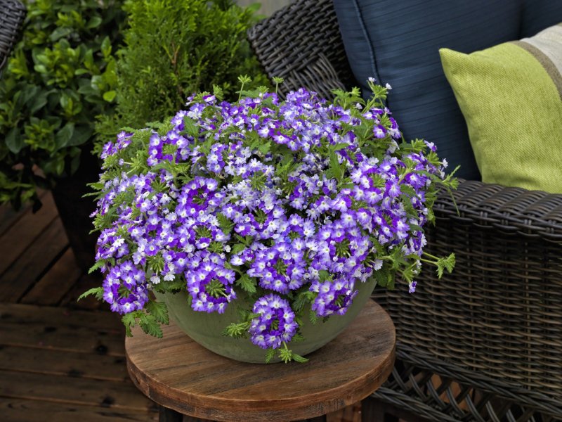 Вербена ампельная Обсешн Каскад Twister Violet