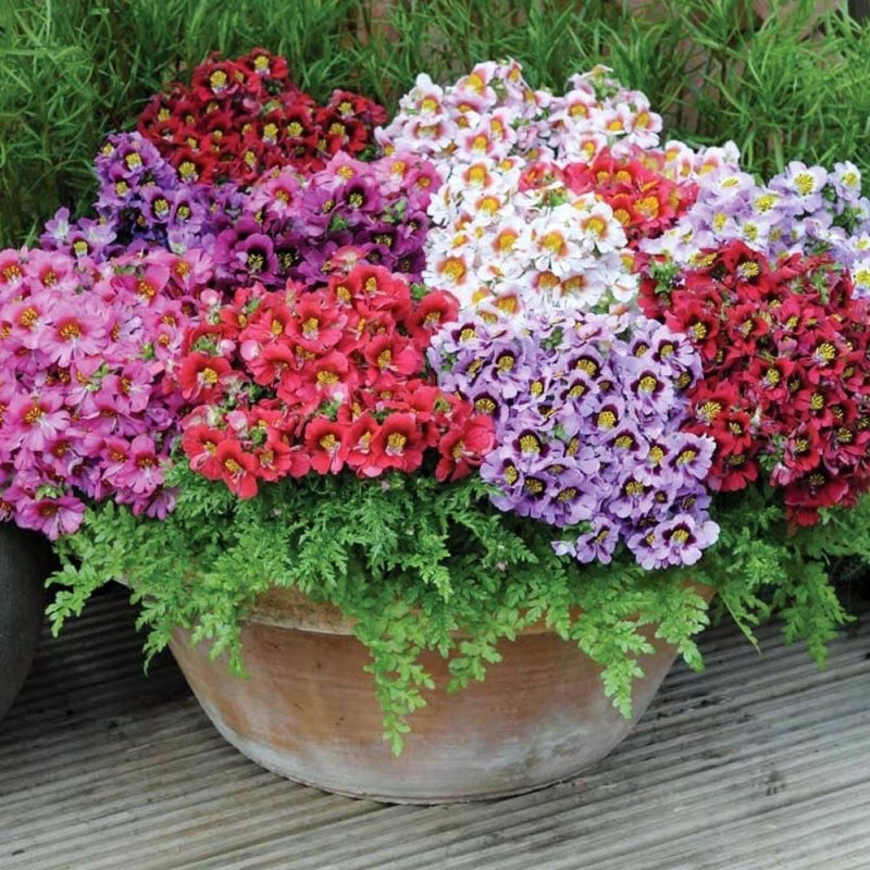 Схизантус Jay Pansies