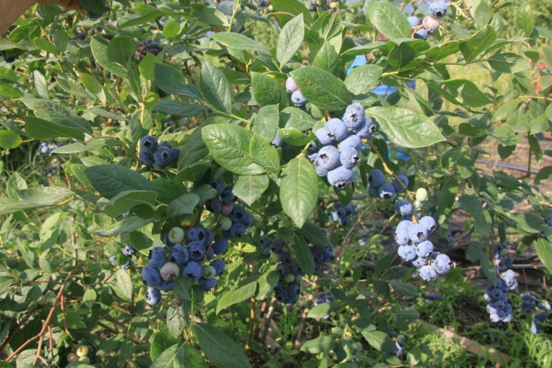 Голубика Садовая (Vaccinium corymbosum `Bluecrop`)