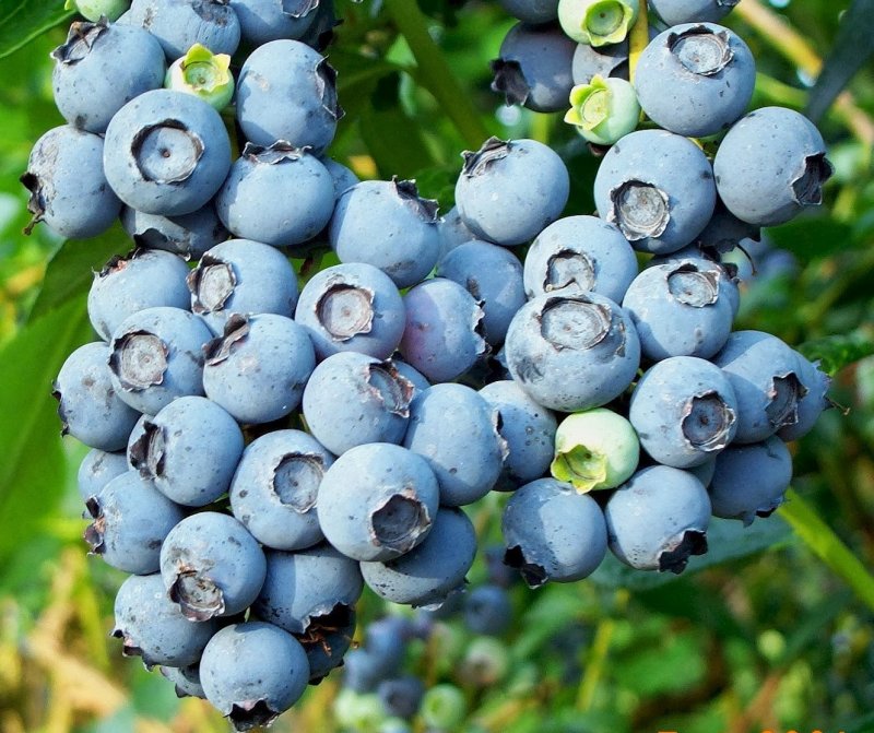 Голубика Садовая (Vaccinium corymbosum Pink Blueberry p9)