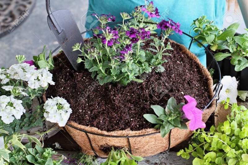 Лобулярия Приморская Lobularia