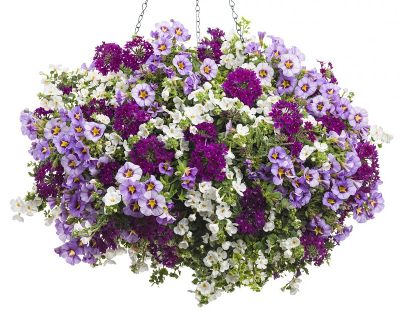 Петуния Supertunia Blue