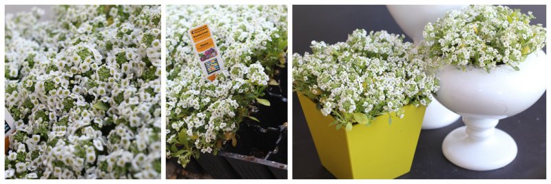 Лобулярия Приморская алиссум Lobularia maritima