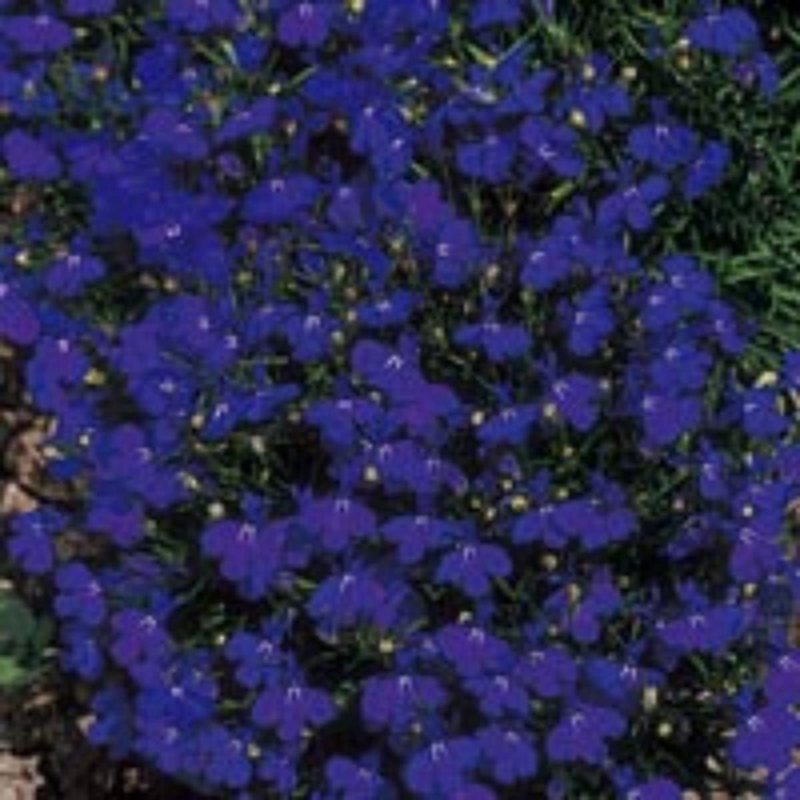 Лобелия эринус Riviera Marine Blue