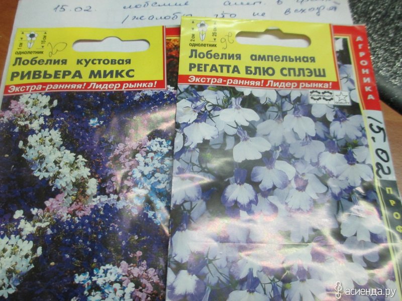 Лобелия ампельная регата Блю Скай