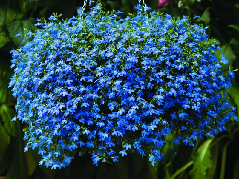 Лобелия ежевидная (Lobelia erinus)