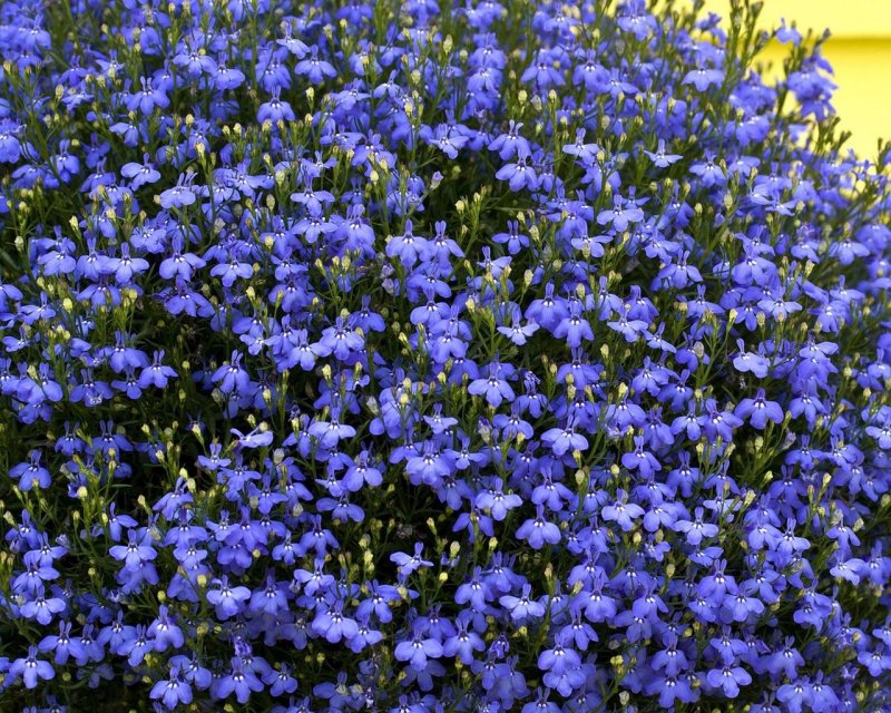 Лобелия hot Royal Blue