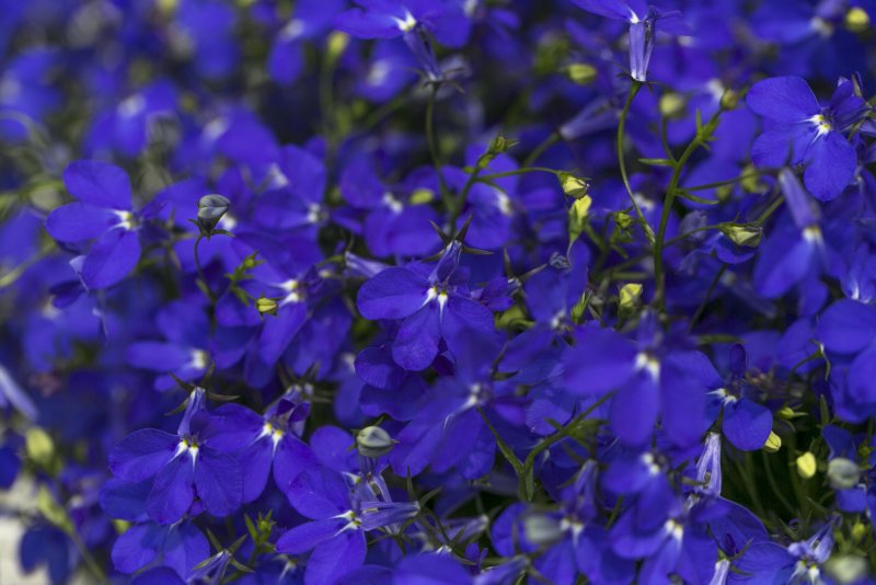 Лобелия ампельная Regatta Midnight Blue