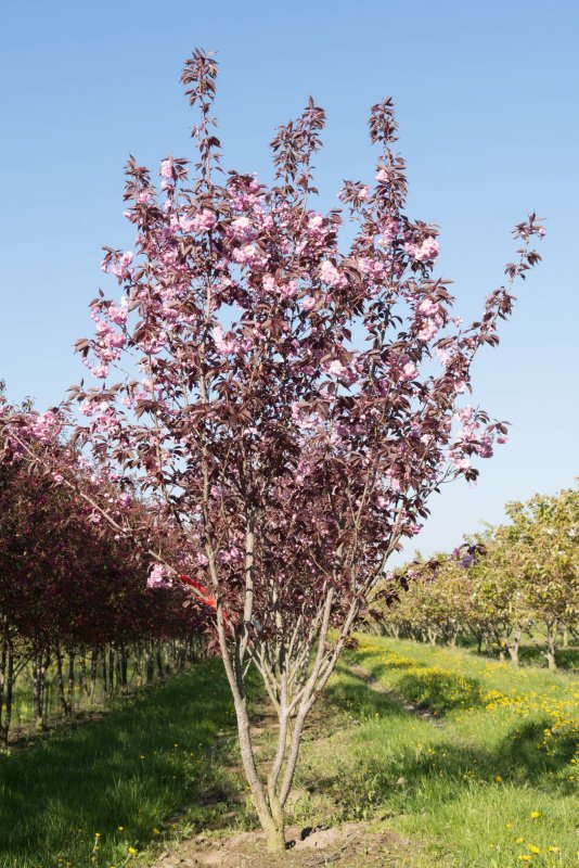 Вишня мелкопильчатая Royal Burgundy