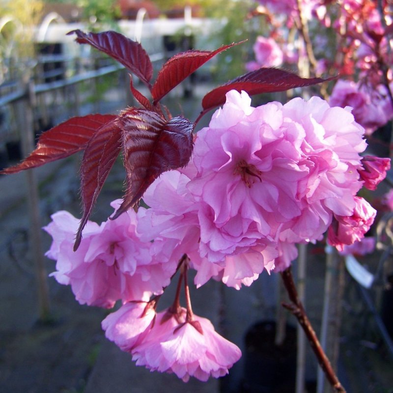 Prunus serrulata Kanzan