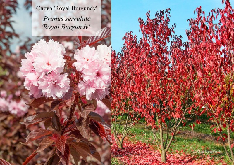 Вишня мелкопильчатая Royal Burgundy