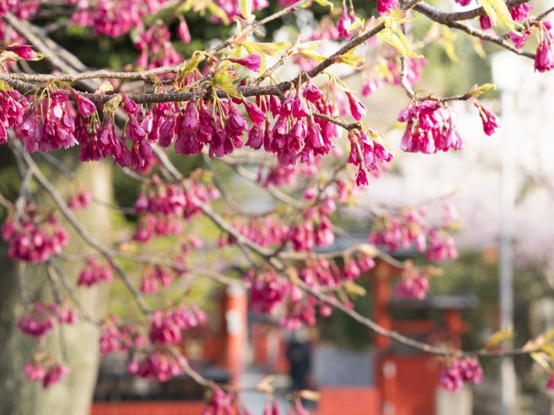 Prunus serrulata плоды