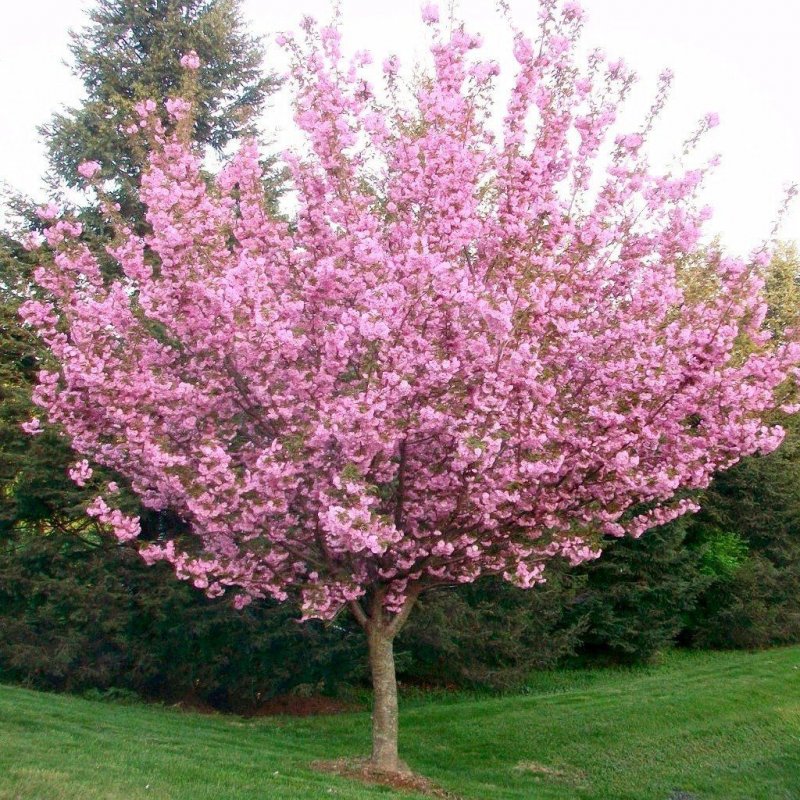 Вишня мелкопильчатая Роял бургунди Prunus serrulata Royal Burgundy