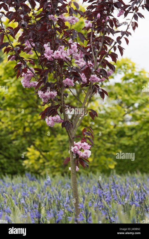Prunus serrulata лист