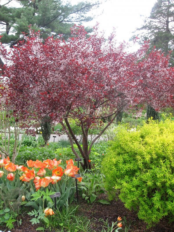 Вишня мелкопильчатая (Сакура) (Prunus serrulata)