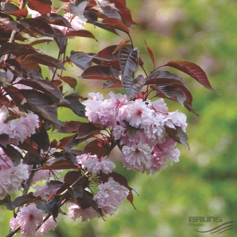 Вишня мелкопильчатая (Prunus serrulata "Kanzan")