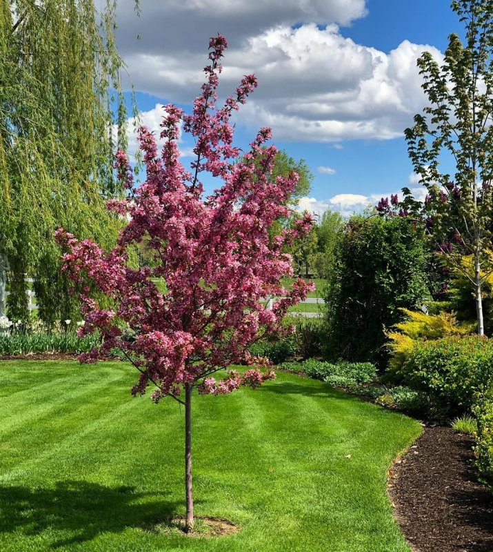 Вишня мелкопильчатая Роял бургунди Prunus serrulata Royal Burgundy