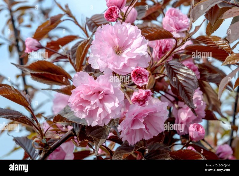 Prunus cerasifera Pissardii nigra