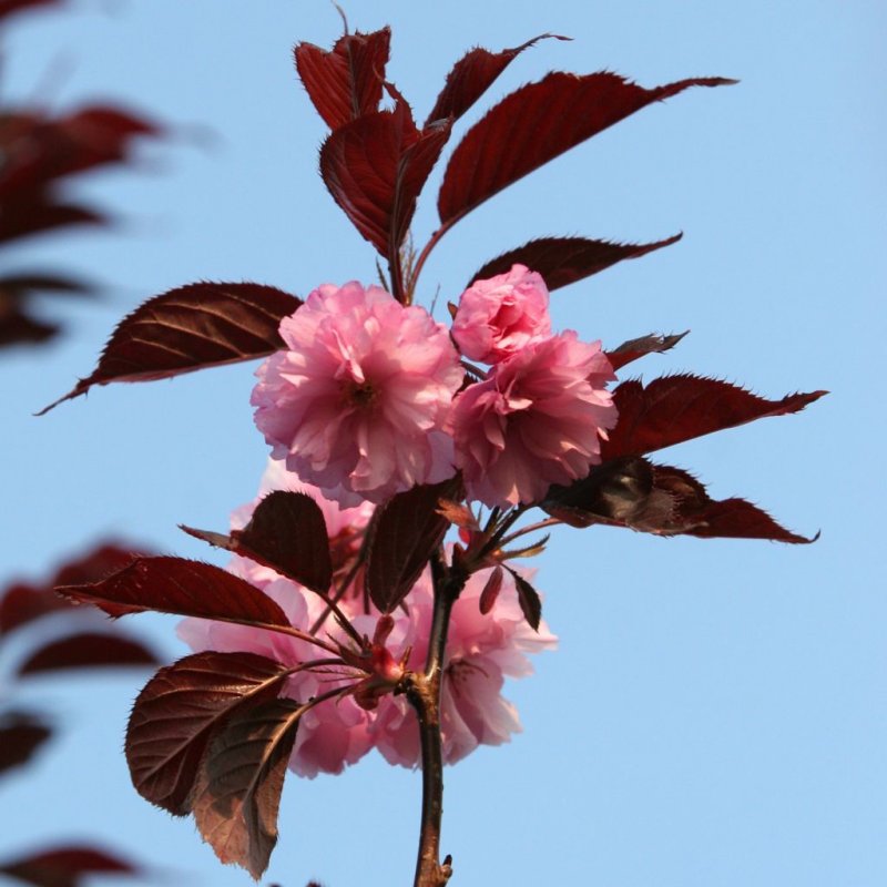 Prunus serrulata Royal Burgundy