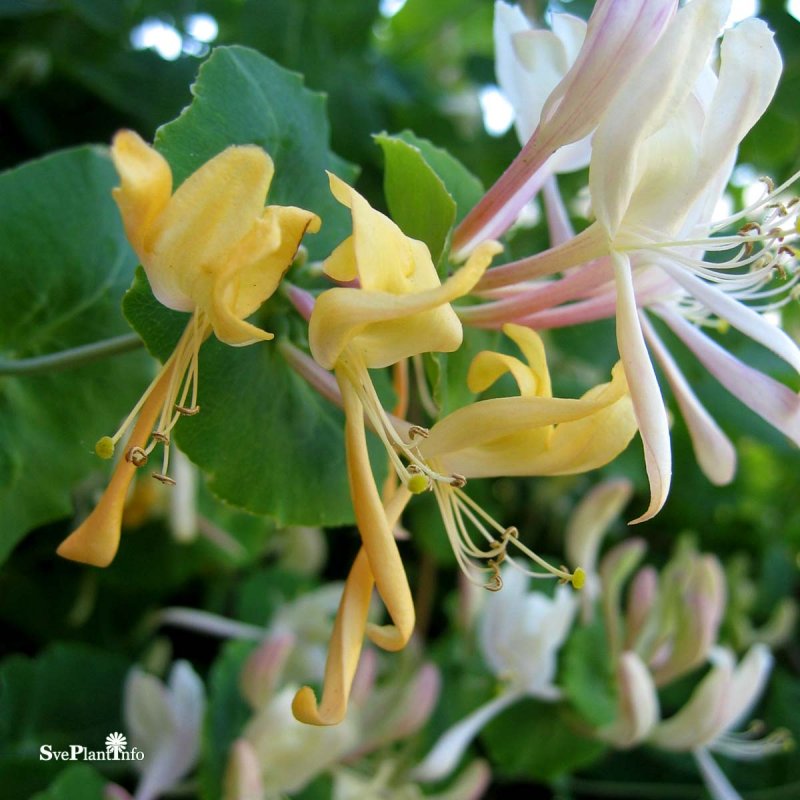 Lonicera каприфоль