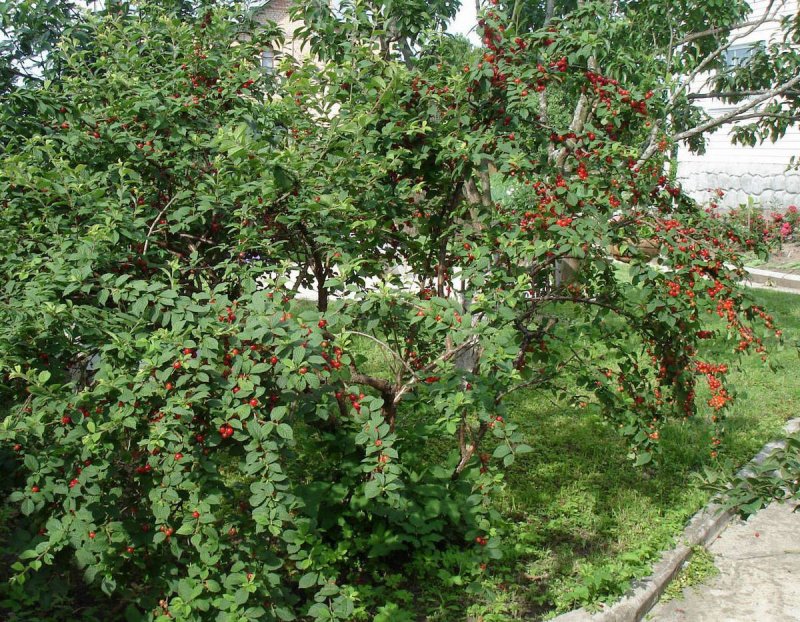 Войлочная вишня кустарник