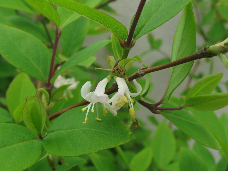 Lonicera fragrantissima