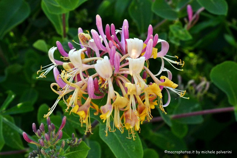 Жимолость Lonicera caprifolium