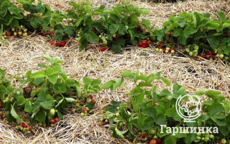 Земляника Садовая мульчирование соломой