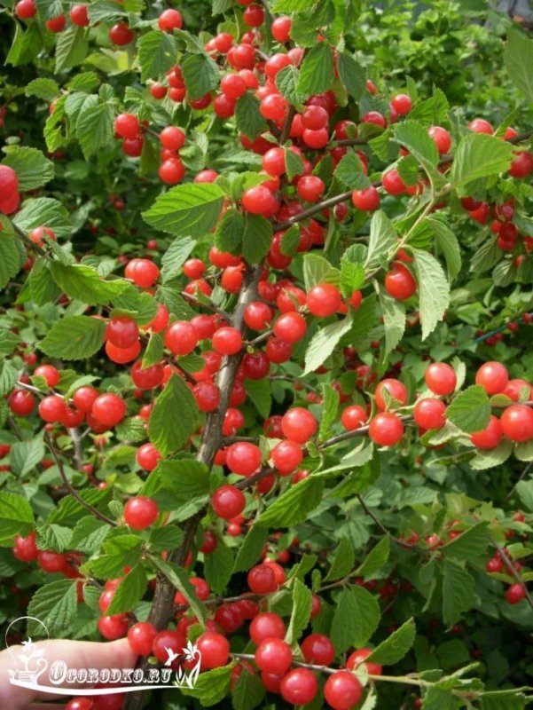 Вишня кустовая войлочная