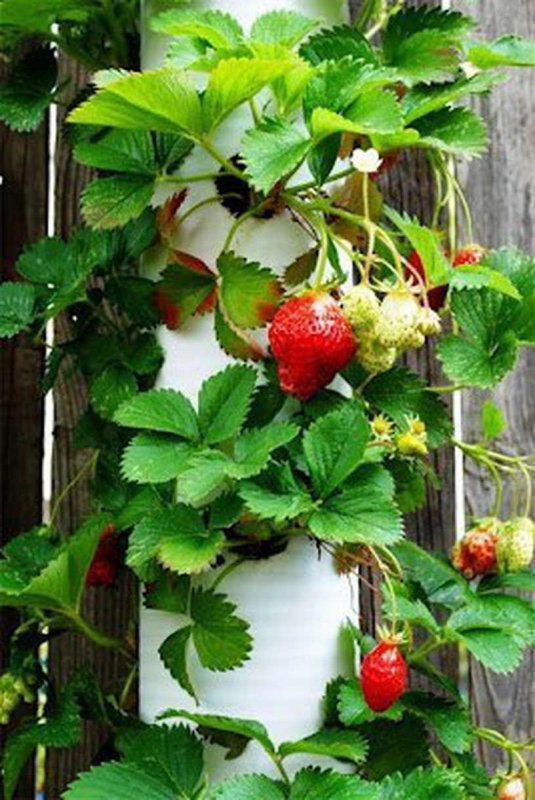 Земляника Fragaria Toscana Rose