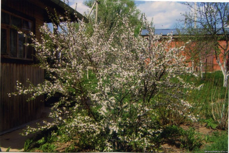 Вишня Сибирская кустовая