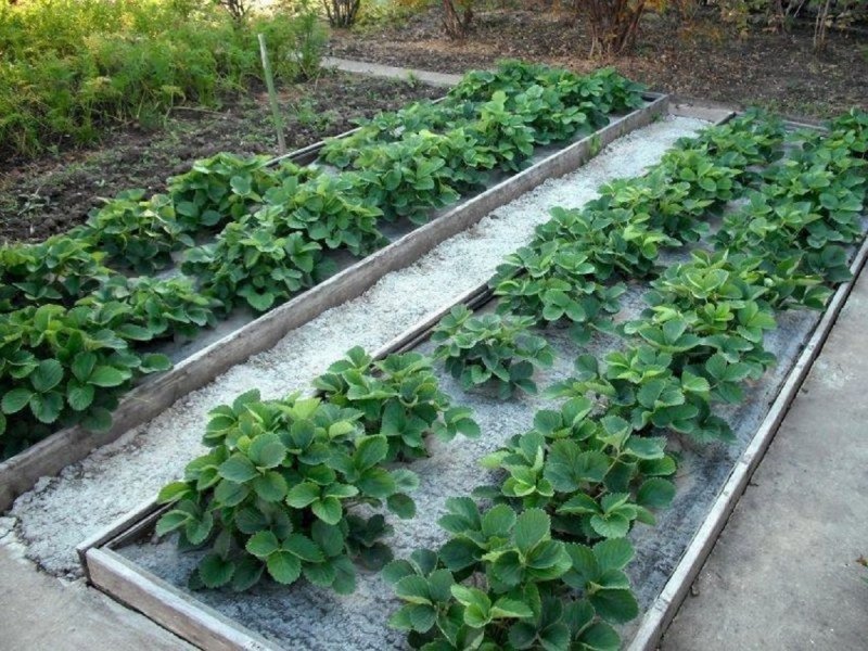 Грядки для клубники