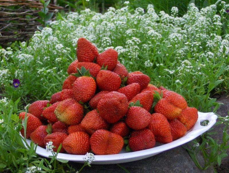 Клубника Мара де Буа