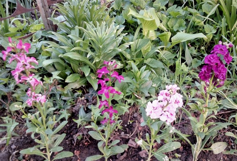 Matthiola fruticulosa