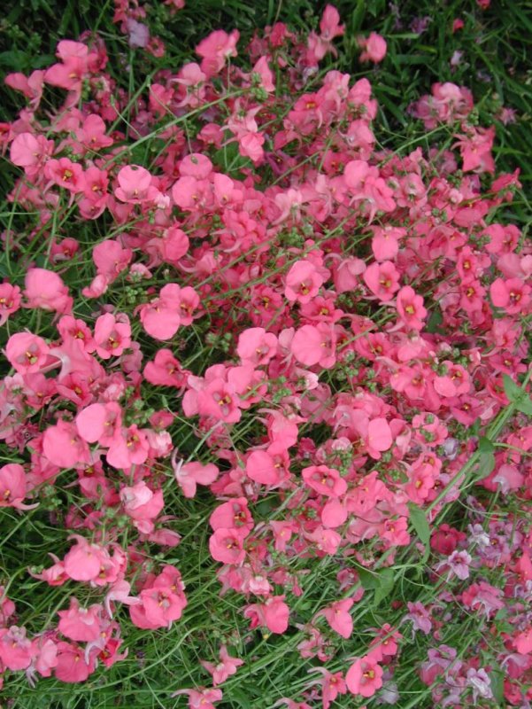 Diascia barberae