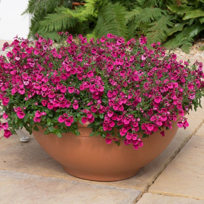 Диасция Diascia Darla Light Pink