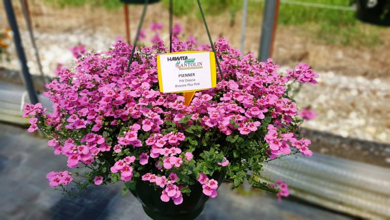 Diascia integrifolia