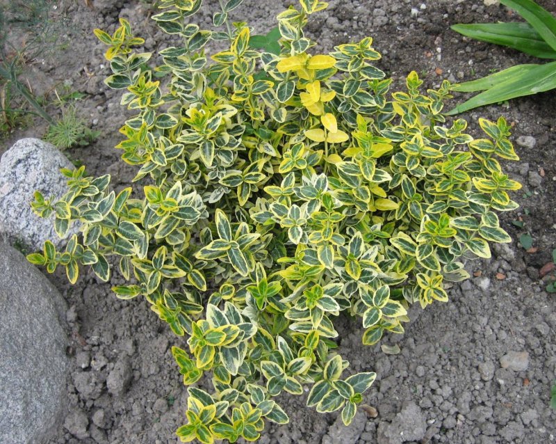 Бересклет Форчуна 'argenteo-variegata'