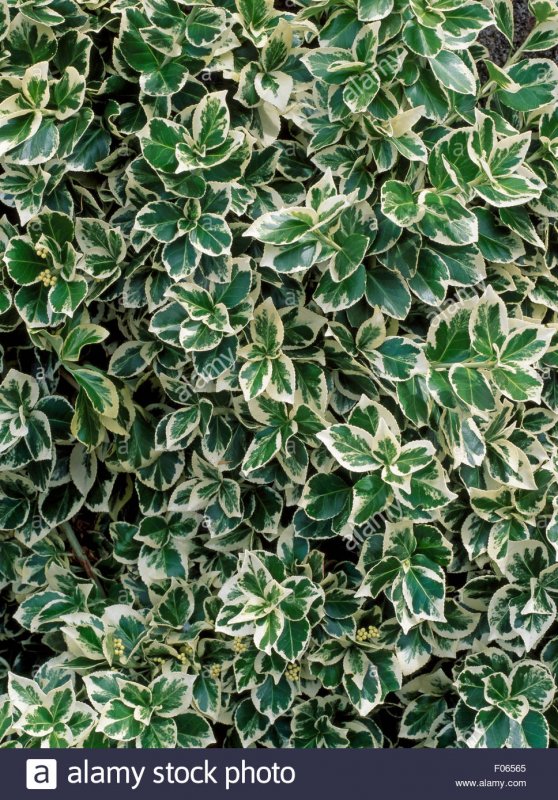 Euonymus japonicus 'microphyllus'