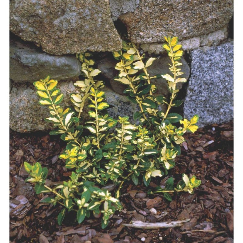 Euonymus fortunei