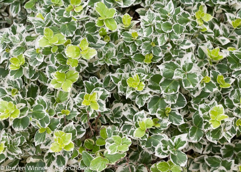 Бересклет Форчуна 'argenteo-variegata'