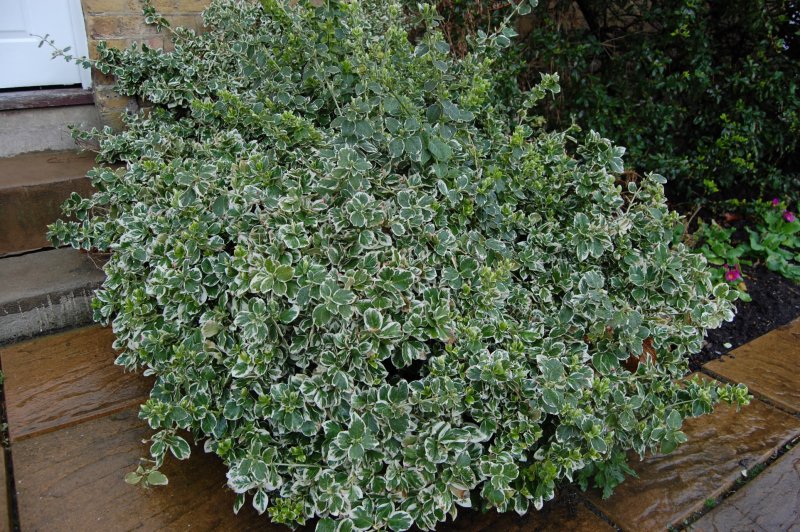 Бересклет Форчуна (Euonymus fortunei Emerald GAIETY p9)