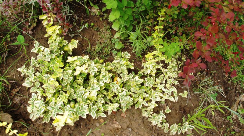 Бересклет крылатый Компактус Euonymus alatus Compactus
