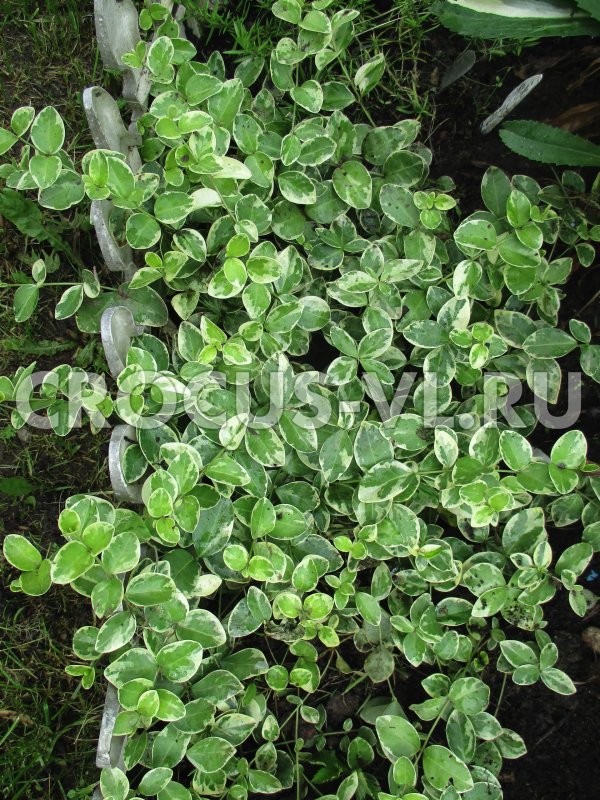 Бересклет Форчуна 'argenteo-variegata'