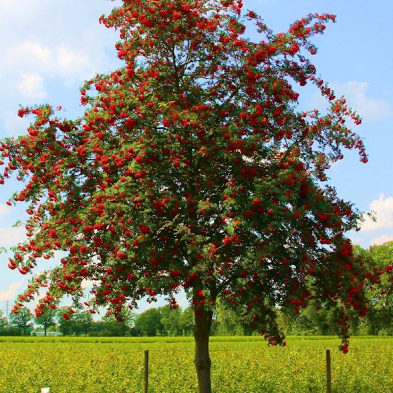 Рябина обыкновенная "edulis" ("Эдулис")